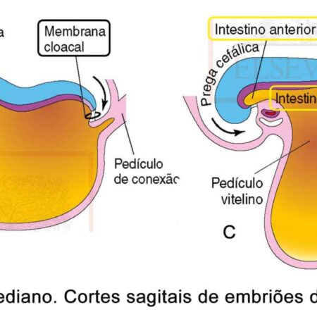 Descoberta Revolucionária: Medicamento à Base de Embriões de Aves Acelera Cicatrização de Queimaduras