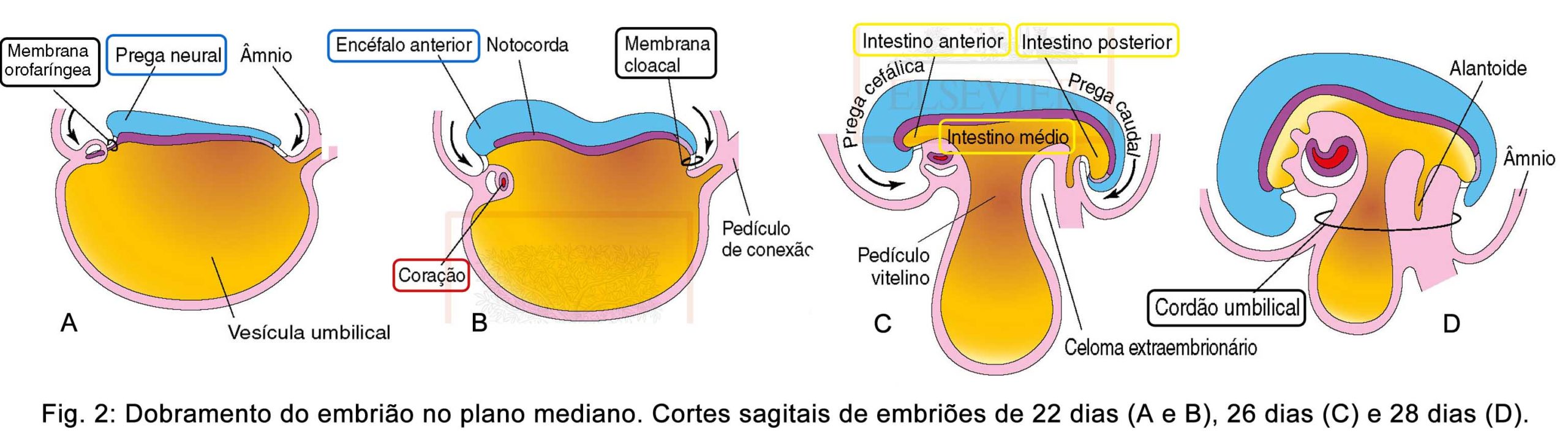 Preview Descoberta Revolucionária: Medicamento à Base de Embriões de Aves Acelera Cicatrização de Queimaduras