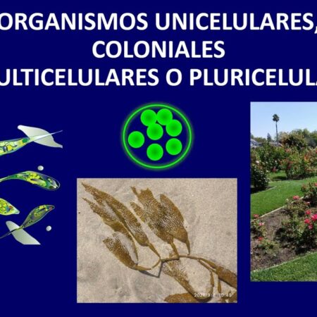 Novas Descobertas: Vestígios dos Organismos Multicelulares Mais Antigos Encontrados nos Urais