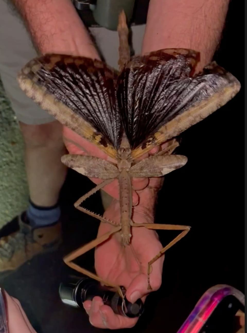 Preview O Inseto Mais Pesado da Austrália Encontrado em Queensland