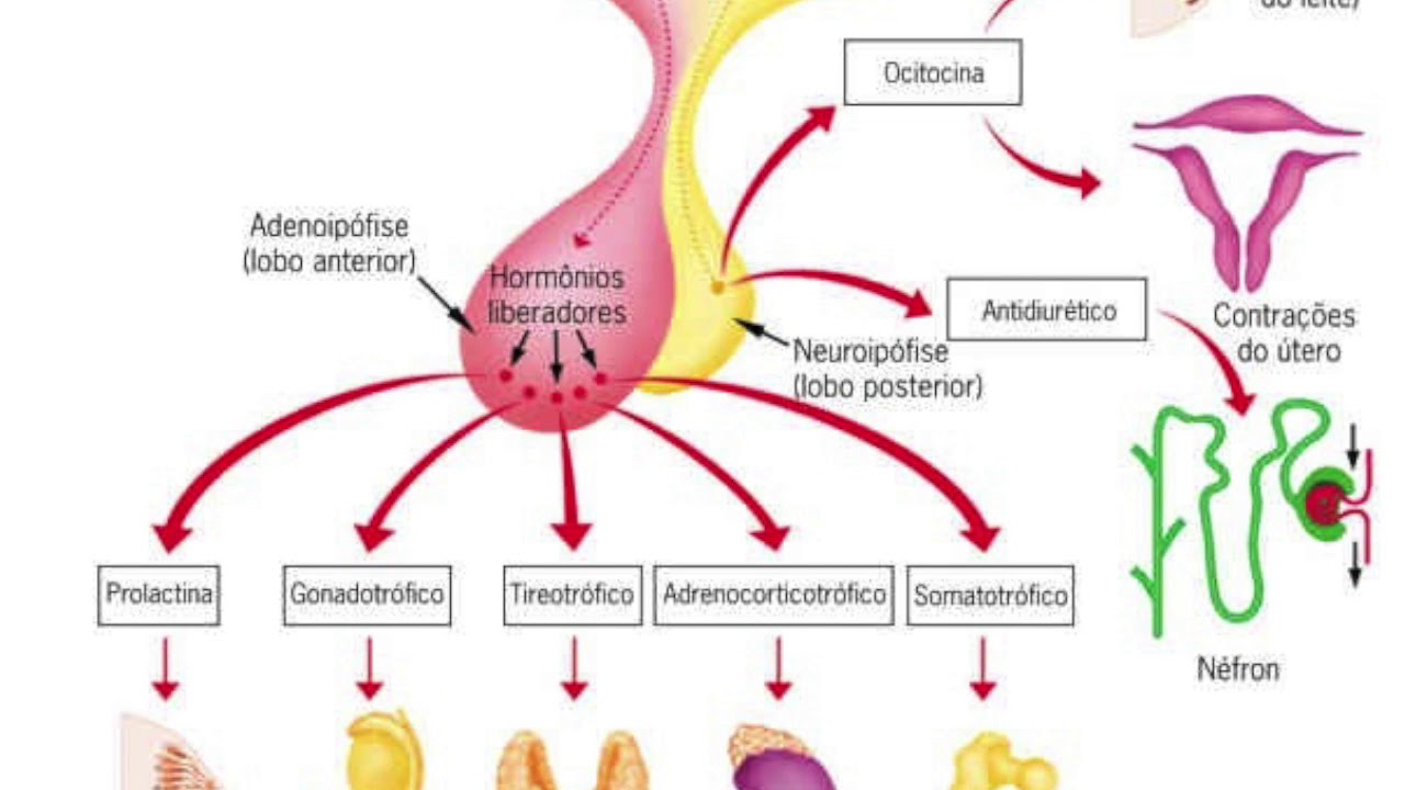 Preview Desmistificação Científica do Mito sobre a Ocitocina e o Orgasmo