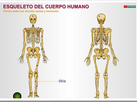 Cientistas Encontram Vasto Depósito de Esqueletos de Baleias e Focas na Terra de Francisco José