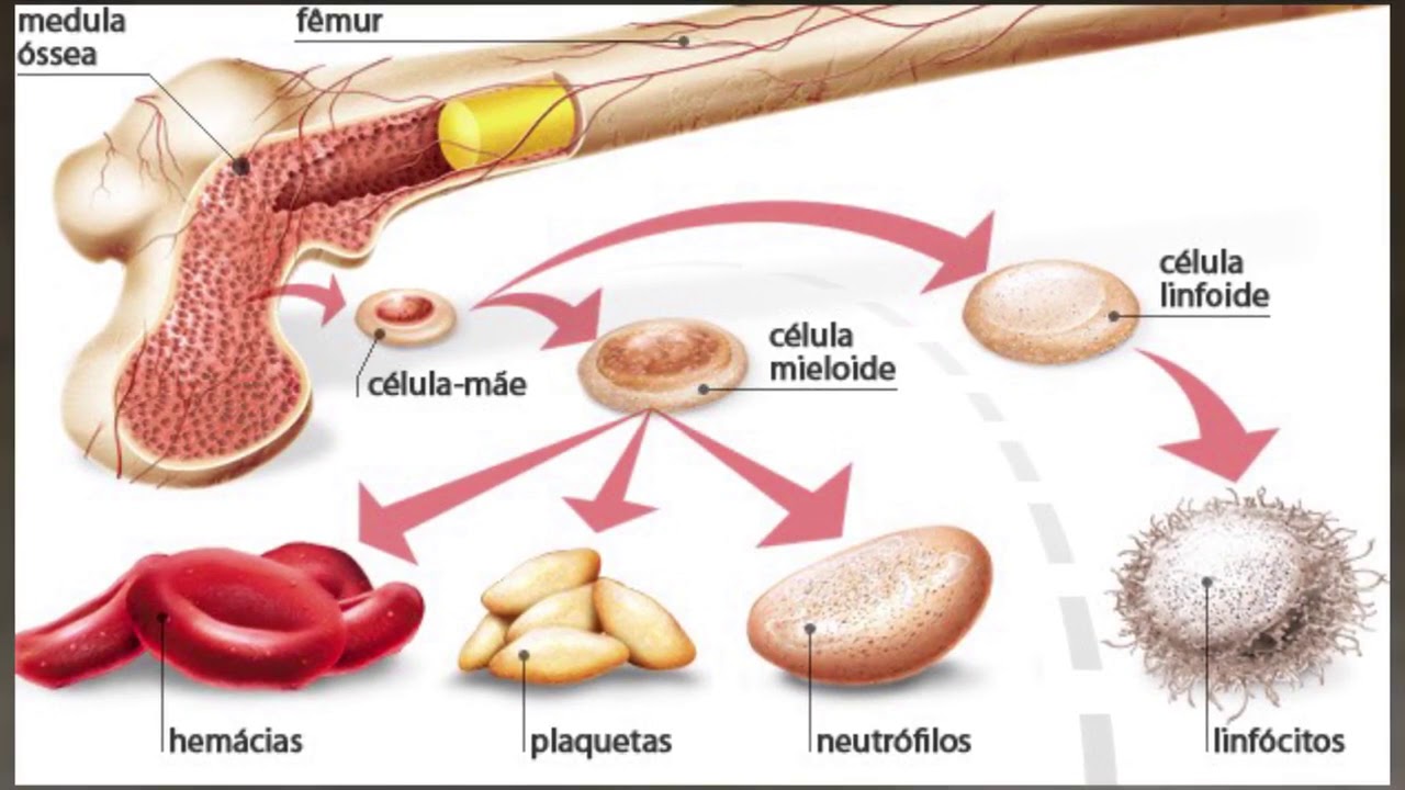 Preview Descoberto Método Inovador de Rejuvenescimento da Pele com o Auxílio da Medula Óssea