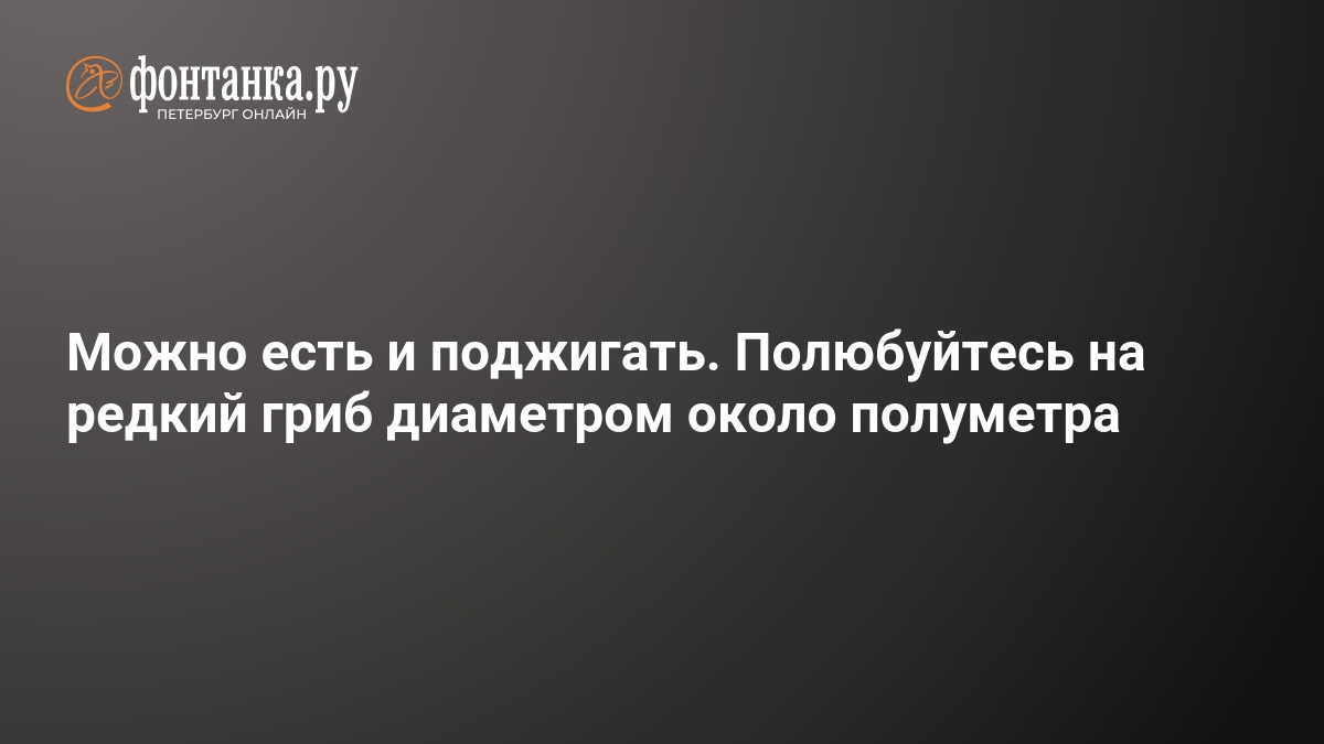 Preview Descoberta Surpreendente: O Cogumelo Gigante Calvatia Gigantea em Kamchatka