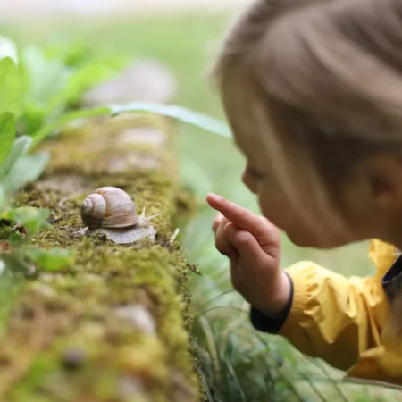 Новая Зеландия: Всенародный поиск пары для редкой улитки Неда-левши