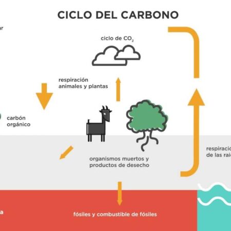 Análise e Perspectivas do Mercado de Carbono da Rússia