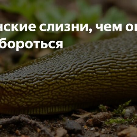 Испанские слизни: Чем опасны эти инвазивные моллюски и как с ними бороться?