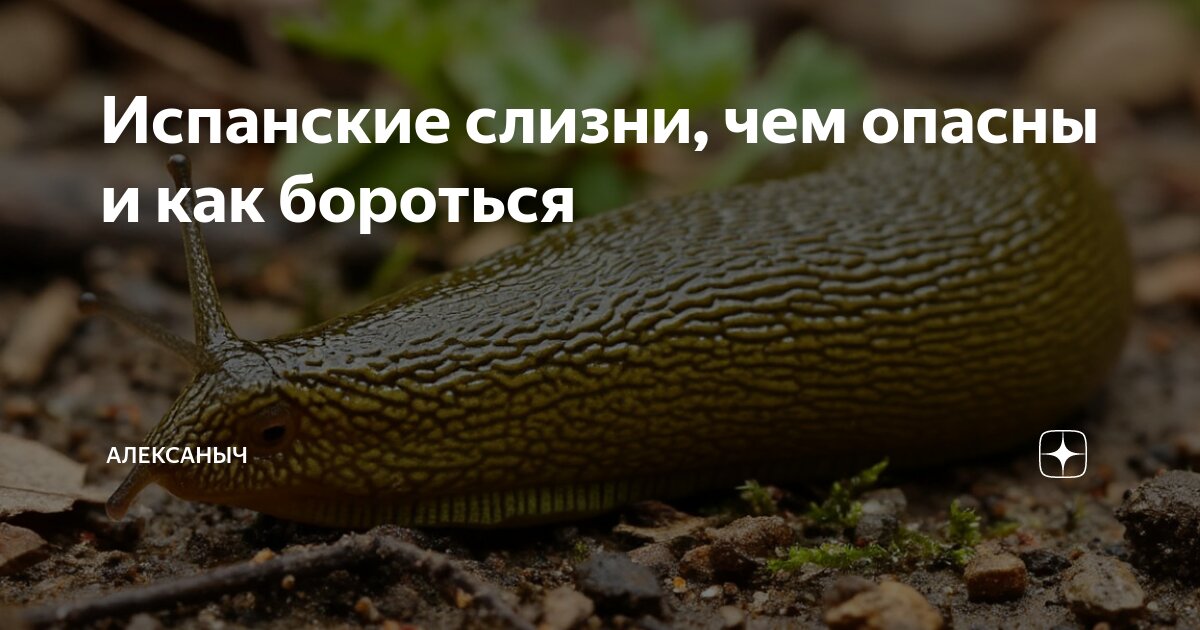 Preview Испанские слизни: Чем опасны эти инвазивные моллюски и как с ними бороться?