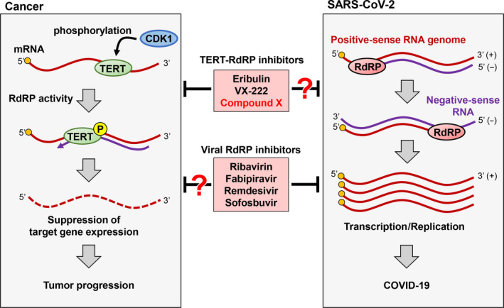 Preview Descoberto Medicamento Universal de mRNA Contra Múltiplos Vírus