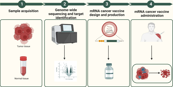 Preview Criada Vacina de mRNA Universal Contra o Câncer: Um Avanco Notável