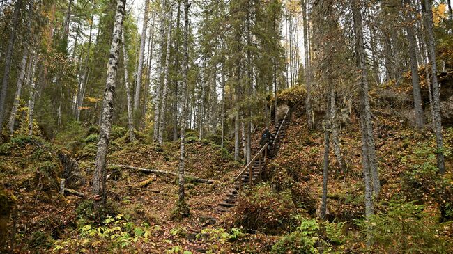 Preview В России стартовал проект “Хранители леса” по защите первозданных лесов