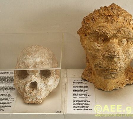 O Crânio de Petralona: Cientistas Desvendam a Enigmática Idade do “Homem-Unicórnio”