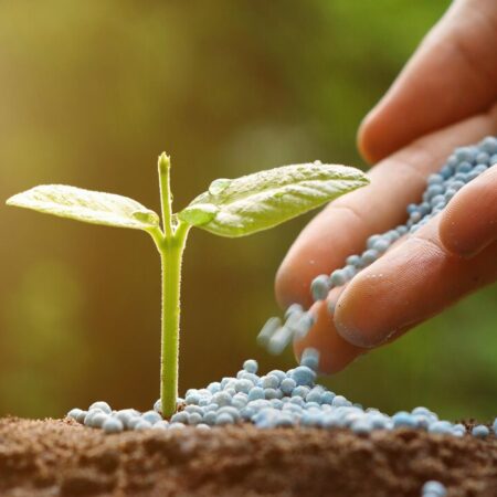 Nos EUA, Desenvolvido Trigo Que Produz Seus Próprios Fertilizantes e Reduz a Poluição