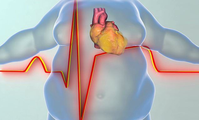 Preview Неожиданный фактор старения сердца: где накапливается жир