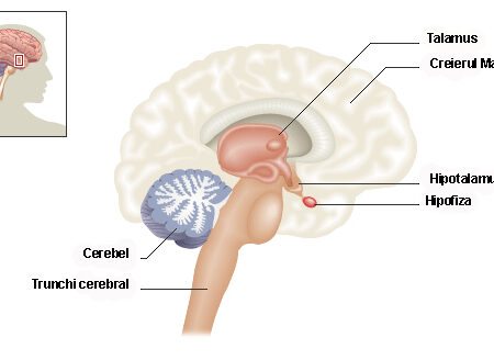 A Perda do Olfato: Um Indicador Precoce de Doença Cerebral