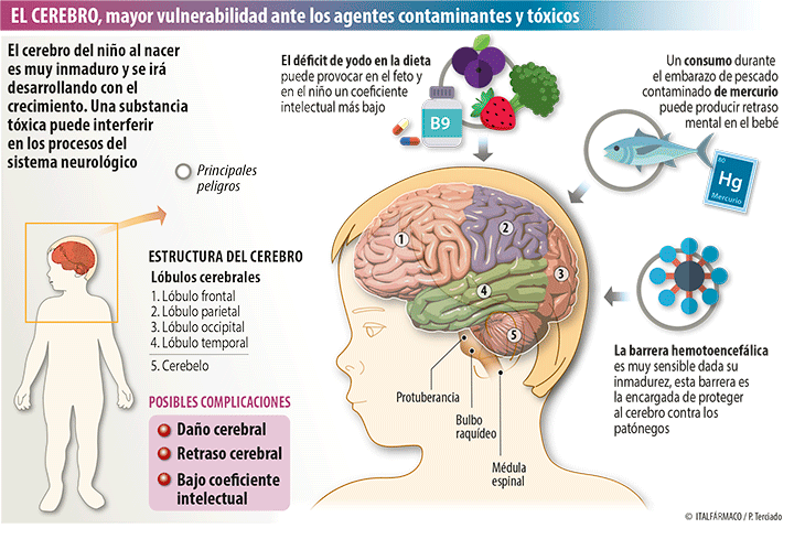 Preview Adoçantes: Uma Conexão Inesperada com o Envelhecimento Cerebral