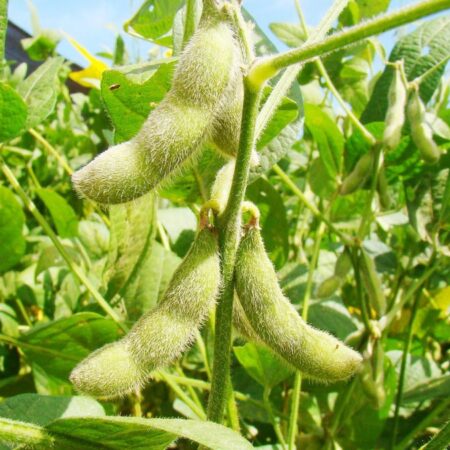 Entregas de Soja da Rússia para os EUA Atingem Máximo Histórico em Julho