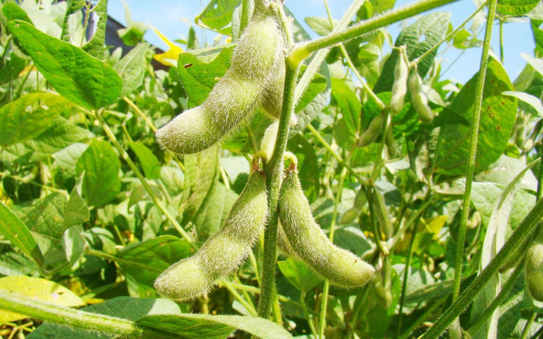 Preview Entregas de Soja da Rússia para os EUA Atingem Máximo Histórico em Julho