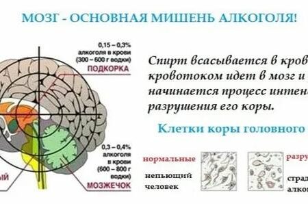 Продукт, защищающий мозг от последствий алкоголя