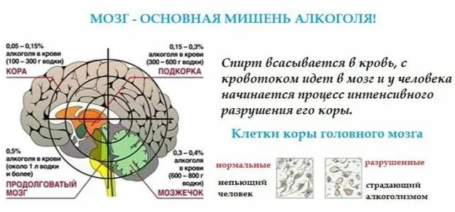 Preview Продукт, защищающий мозг от последствий алкоголя