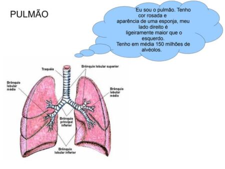 Descoberta uma Maneira Simples de Proteger os Pulmões da Poluição do Ar