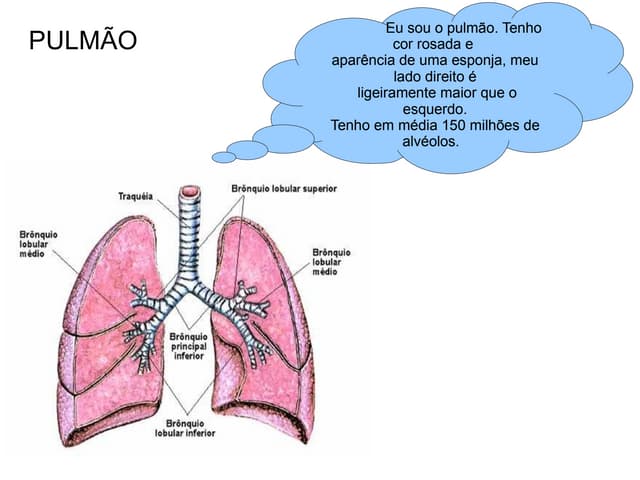 Preview Descoberta uma Maneira Simples de Proteger os Pulmões da Poluição do Ar