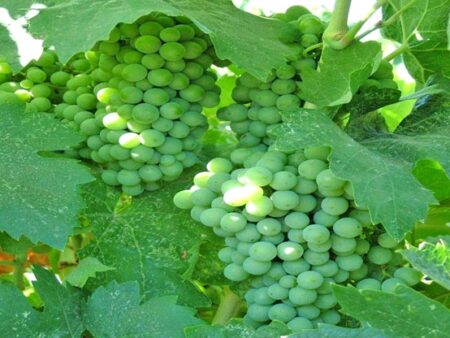 Séries para um Copo: O que Falta em “Vinograd”, “Vinodeliy” e “A Casa Guinness”