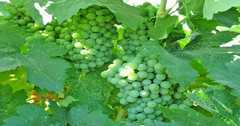 Preview Séries para um Copo: O que Falta em “Vinograd”, “Vinodeliy” e “A Casa Guinness”