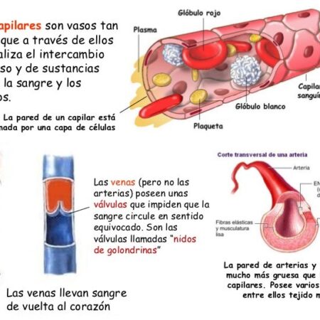 Um Método Simples e Natural para a Saúde dos Vasos Sanguíneos