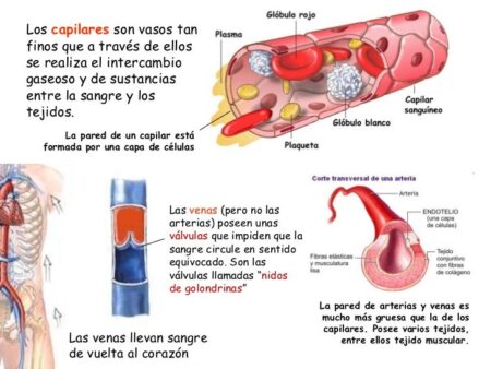 Um Método Simples e Natural para a Saúde dos Vasos Sanguíneos