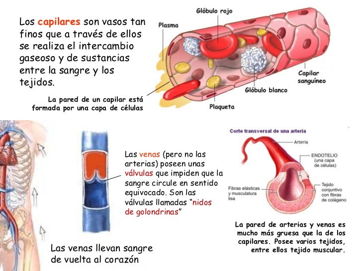 Preview Um Método Simples e Natural para a Saúde dos Vasos Sanguíneos
