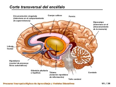 Fator Comum de Envelhecimento Acelerado do Cérebro Identificado