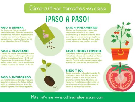 Aumento Significativo dos Preços do Tomate na Rússia em Setembro