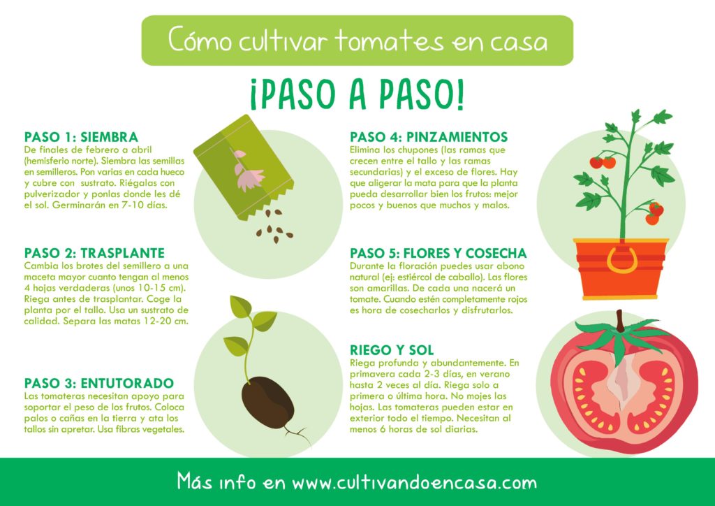 Preview Aumento Significativo dos Preços do Tomate na Rússia em Setembro