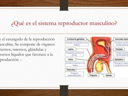 COVID-19 e o Sistema Reprodutor Masculino: Novas Descobertas sobre o Impacto na Descendência
