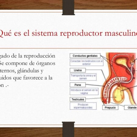 COVID-19 e o Sistema Reprodutor Masculino: Novas Descobertas sobre o Impacto na Descendência