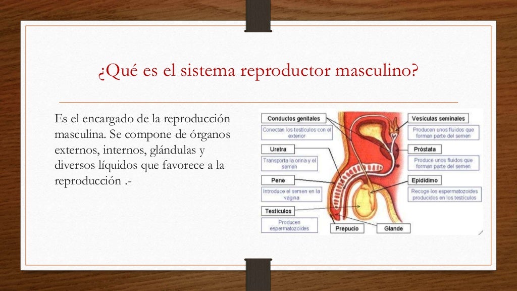 Preview COVID-19 e o Sistema Reprodutor Masculino: Novas Descobertas sobre o Impacto na Descendência