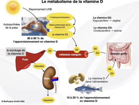Vitamina D3: Novas Descobertas sobre seu Papel na Proteção do Cérebro