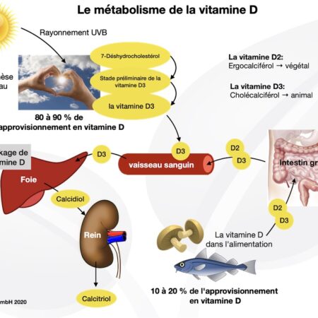 Vitamina D3: Novas Descobertas sobre seu Papel na Proteção do Cérebro