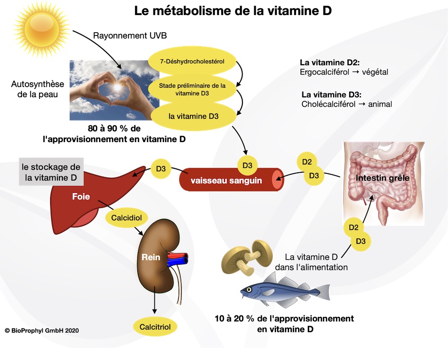 Preview Vitamina D3: Novas Descobertas sobre seu Papel na Proteção do Cérebro