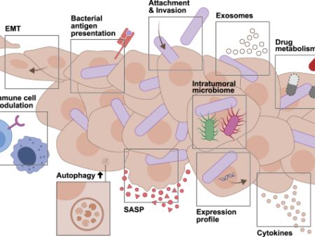 Bactéria do intestino de rã japonesa eliminou tumores cancerosos em camundongos