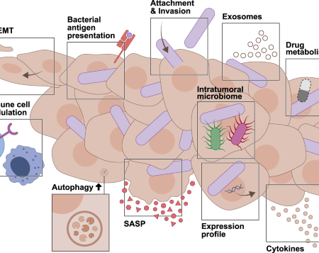 Bactéria do intestino de rã japonesa eliminou tumores cancerosos em camundongos