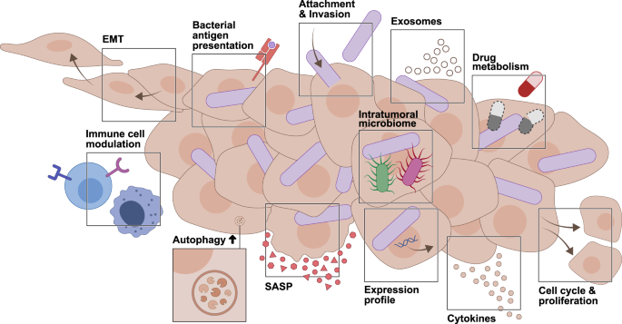 Preview Bactéria do intestino de rã japonesa eliminou tumores cancerosos em camundongos