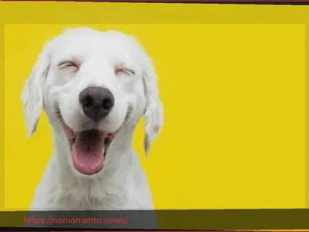 Usando o Fluxo de Caixa Livre para Exposição a Ações Internacionais