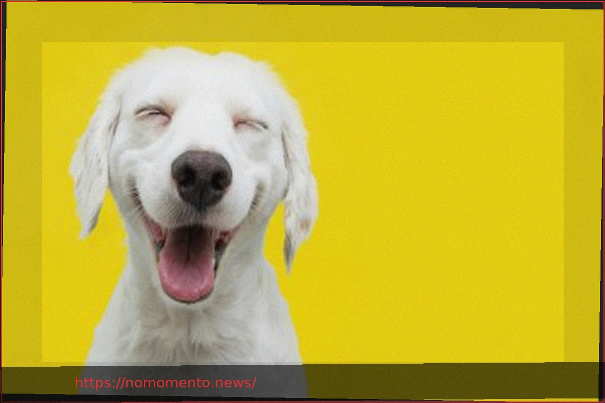 Preview Usando o Fluxo de Caixa Livre para Exposição a Ações Internacionais