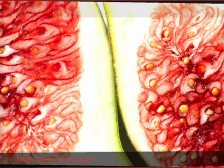 Fibrilação Atrial com Alto Risco de Sangramento: Fechamento Percutâneo do Apêndice Atrial Esquerdo vs Terapia Médica