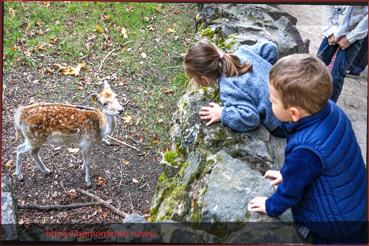Preview Jean-Michel Aulas propõe uma transformação radical para um zoológico de Lyon: hologramas no lugar dos animais